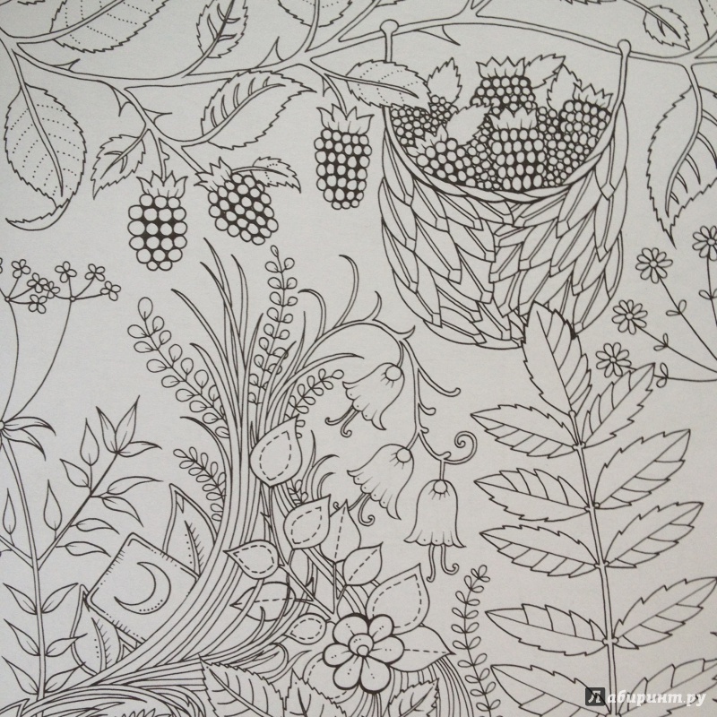 Иллюстрация 39 из 68 для Зачарованный лес - Джоанна Бэсфорд | Лабиринт - книги. Источник: Мещерякова  Ольга Юрьевна