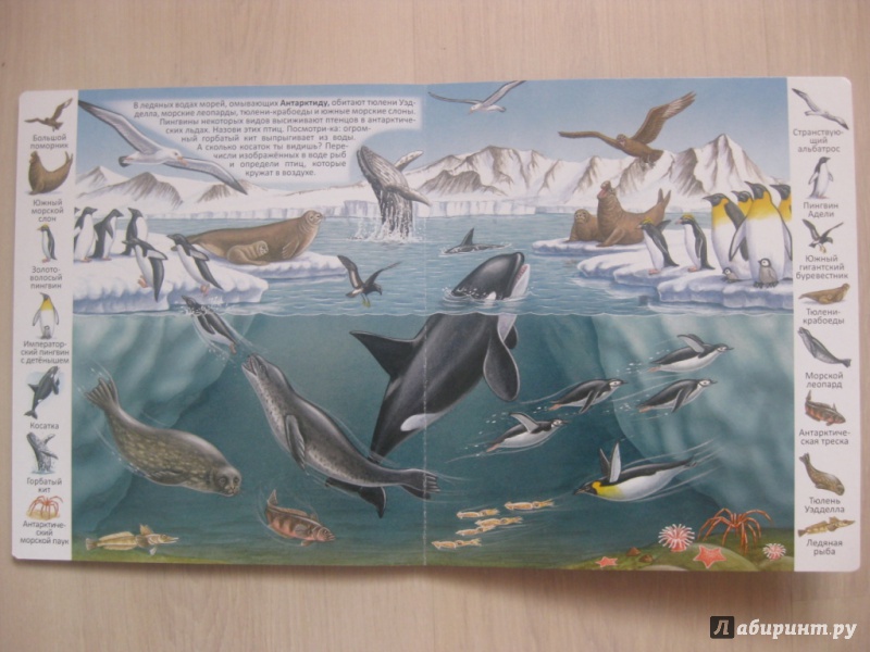 Иллюстрация 8 из 13 для Животные и растения морей и океанов | Лабиринт - книги. Источник: Ведникова  Светлана