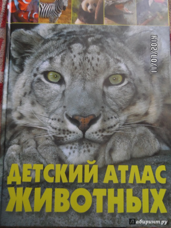 Иллюстрация 12 из 37 для Детский атлас животных - Мариуш Любка | Лабиринт - книги. Источник: Костырченко  Александра Сергеевна