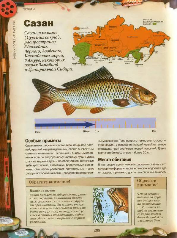 Иллюстрация 54 из 55 для Энциклопедия рыбалки | Лабиринт - книги. Источник: Ялина