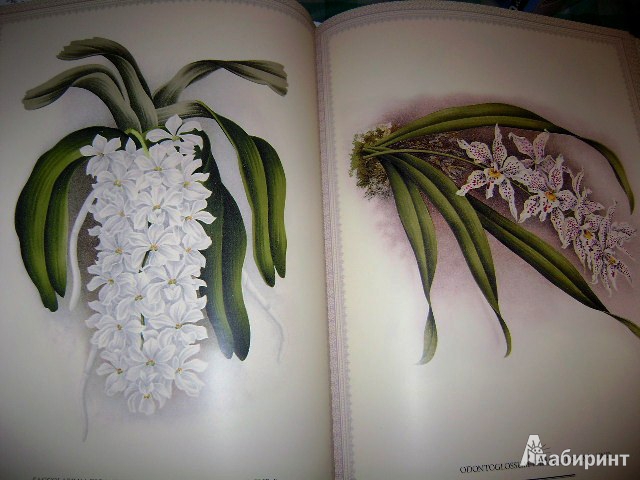 Иллюстрация 29 из 38 для Орхидеи. Линдения - иконография орхидей | Лабиринт - книги. Источник: Lunna