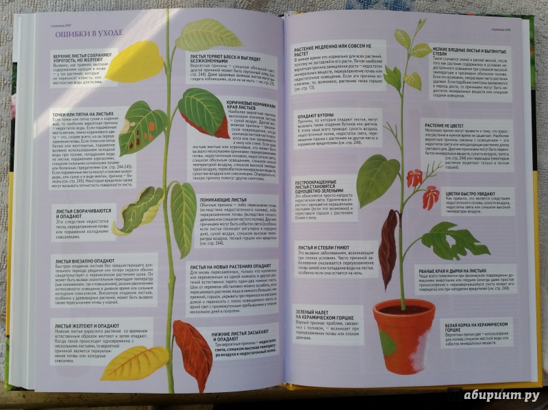 Иллюстрация 24 из 31 для Все о комнатных растениях - Дэвид Хессайон | Лабиринт - книги. Источник: pocket_tiger