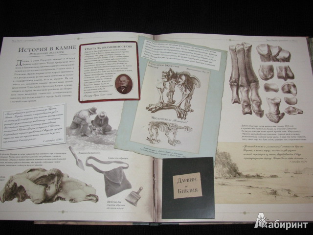 Иллюстрация 18 из 54 для Чарлз Дарвин и путешествие на "Бигле" - Твист, Вуд | Лабиринт - книги. Источник: Nemertona
