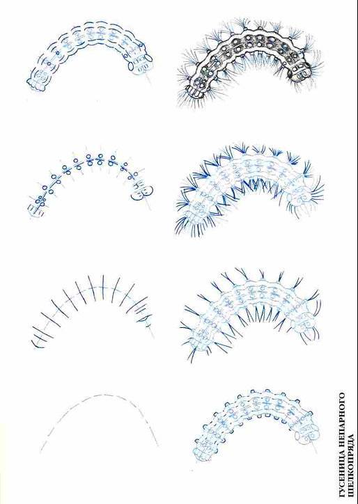 Иллюстрация 3 из 10 для Рисуем 50 насекомых - Эймис, Барнс | Лабиринт - книги. Источник: Спанч Боб