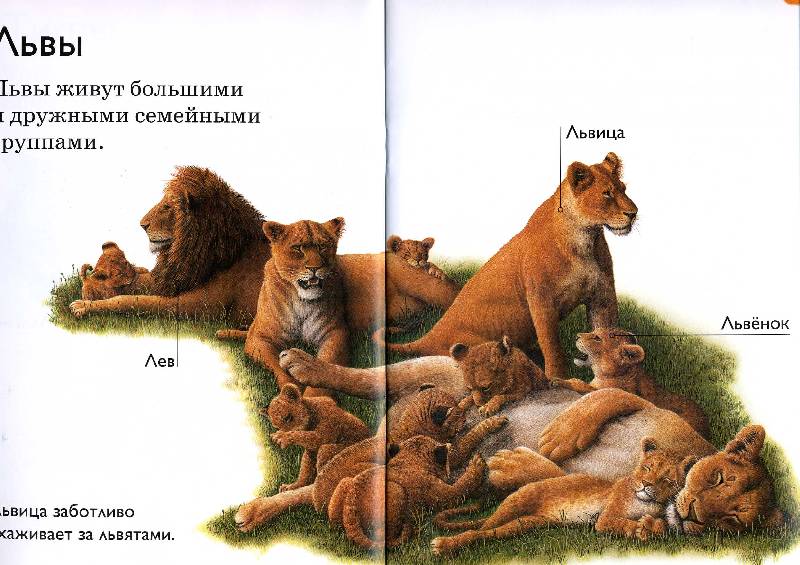 Иллюстрация 12 из 16 для Большие кошки - Дениз Райан | Лабиринт - книги. Источник: РИВА