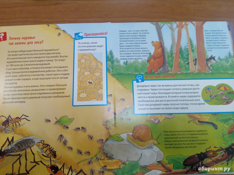 Иллюстрация 6 из 53 для Животные в лесу - Штаубер, Германн | Лабиринт - книги. Источник: Сажина  Александра Андреевна