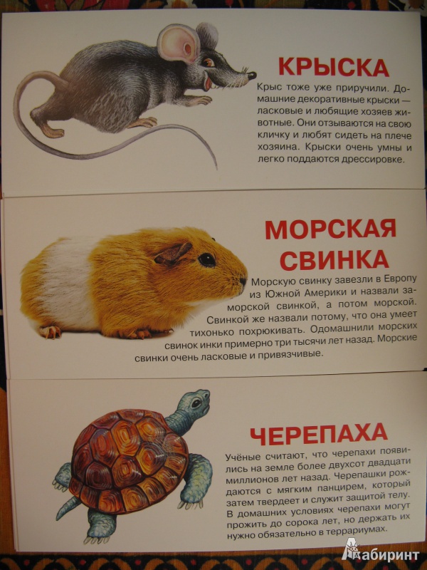Иллюстрация 4 из 6 для Домашние животные. Набор карточек | Лабиринт - книги. Источник: Rusalochka-777