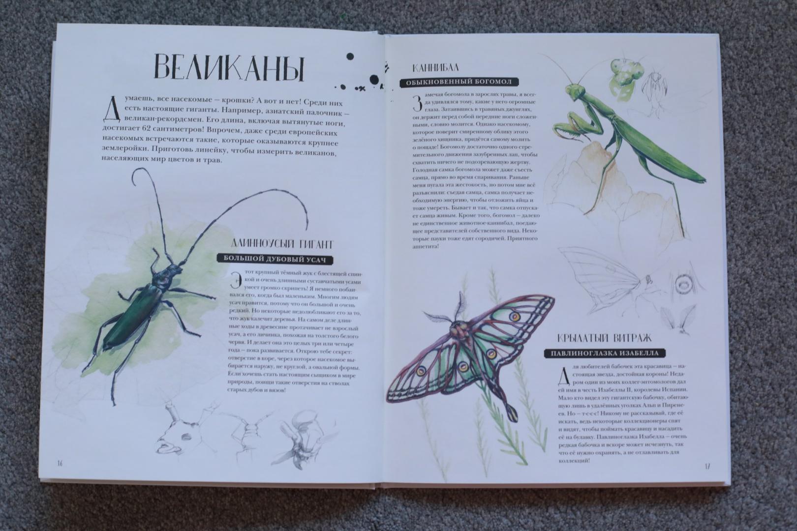 Иллюстрация 57 из 127 для Музей живых насекомых - Франсуа Лассерр | Лабиринт - книги. Источник: Масаева  Татьяна