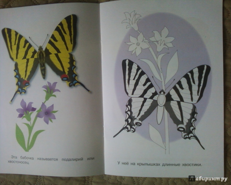 Иллюстрация 9 из 24 для Раскраска. Бабочки | Лабиринт - книги. Источник: Родионова  Надежда