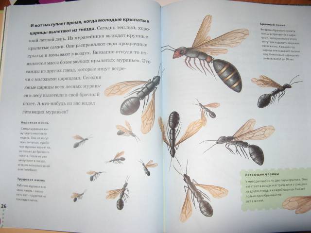Иллюстрация 14 из 37 для Муравьи, кузнечики, пауки - Тинг Моррис | Лабиринт - книги. Источник: varta