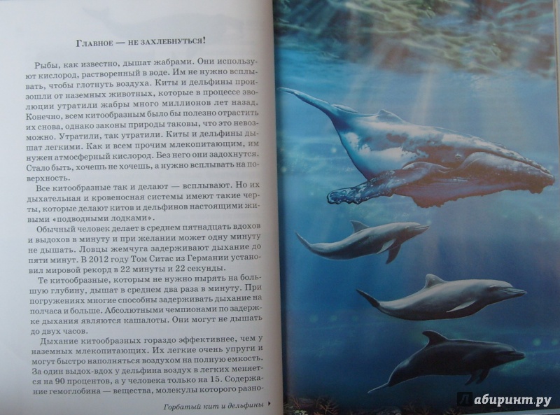 Иллюстрация 14 из 21 для Дельфины и киты - Юлия Дунаева | Лабиринт - книги. Источник: Соловьев  Владимир