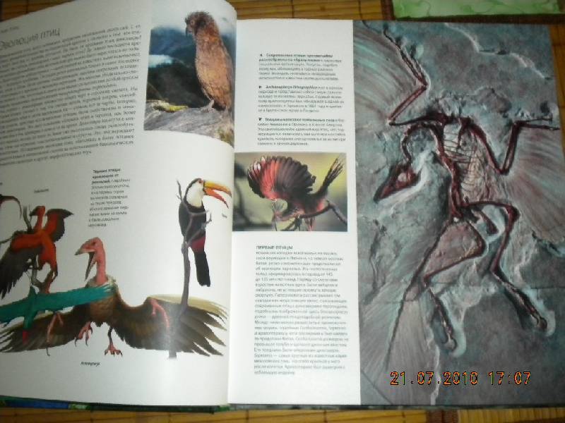 Иллюстрация 7 из 56 для В мире птиц. Энциклопедия - Джоанна Бургер | Лабиринт - книги. Источник: Девушка с кошкой