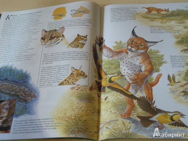 Иллюстрация 23 из 23 для Малые кошки - Джон Веско | Лабиринт - книги. Источник: Iwolga