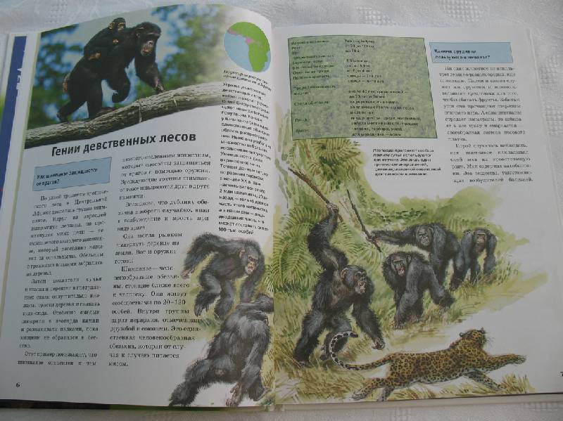 Иллюстрация 18 из 28 для Человекообразные обезьяны - Витус Дрешер | Лабиринт - книги. Источник: tayana