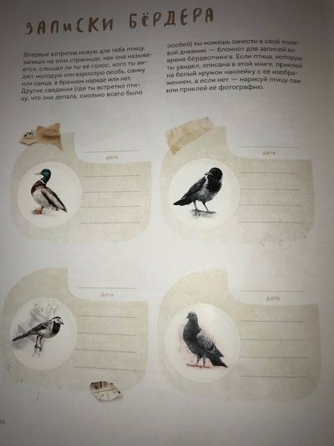 Иллюстрация 113 из 156 для Птицы в городе. Где найти и как узнать - Анна Васильева | Лабиринт - книги. Источник: Лабиринт