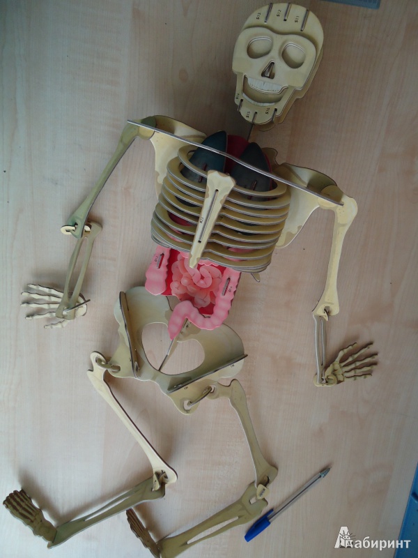 Иллюстрация 7 из 12 для 3D-пазл "Собери тело человека" (66 элементов) - Ричард Уолкер | Лабиринт - игрушки. Источник: Кот_А