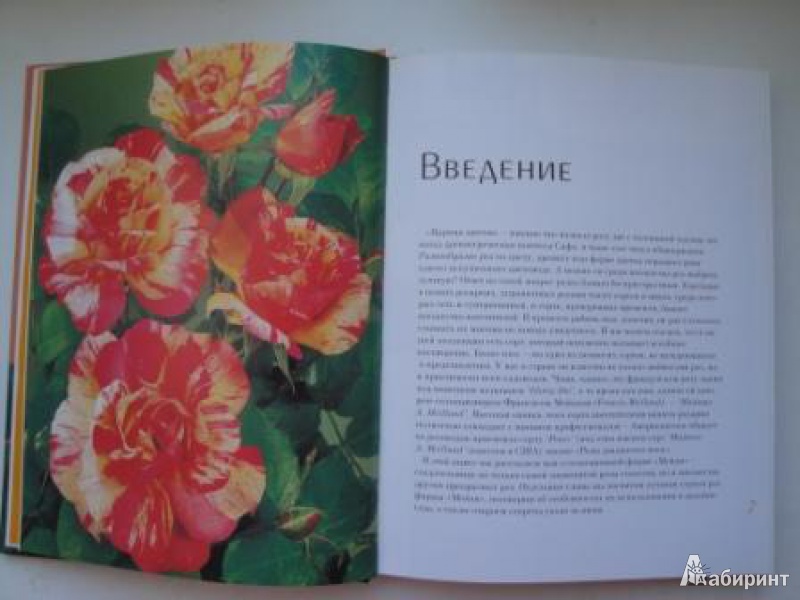 Иллюстрация 3 из 8 для Французские розы селекции Мейан - Клименко, Зыкова | Лабиринт - книги. Источник: karina_pavlovna