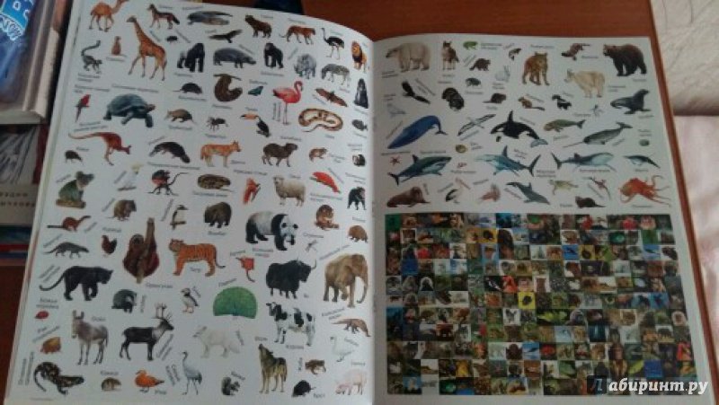 Иллюстрация 40 из 43 для Наша планета. Животные - Кэти Хьюот | Лабиринт - книги. Источник: Губернаторова  Анастасия