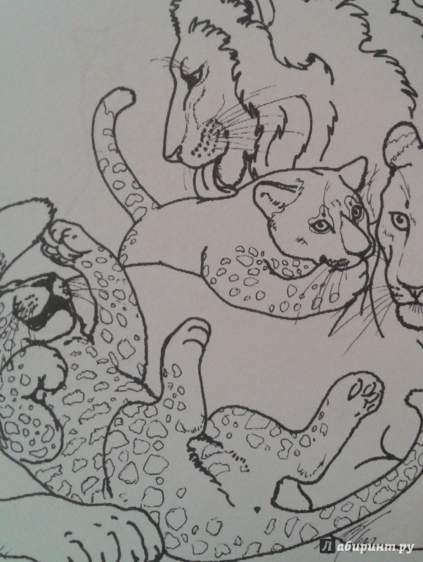 Иллюстрация 11 из 18 для Дикие кошки | Лабиринт - книги. Источник: Написатель