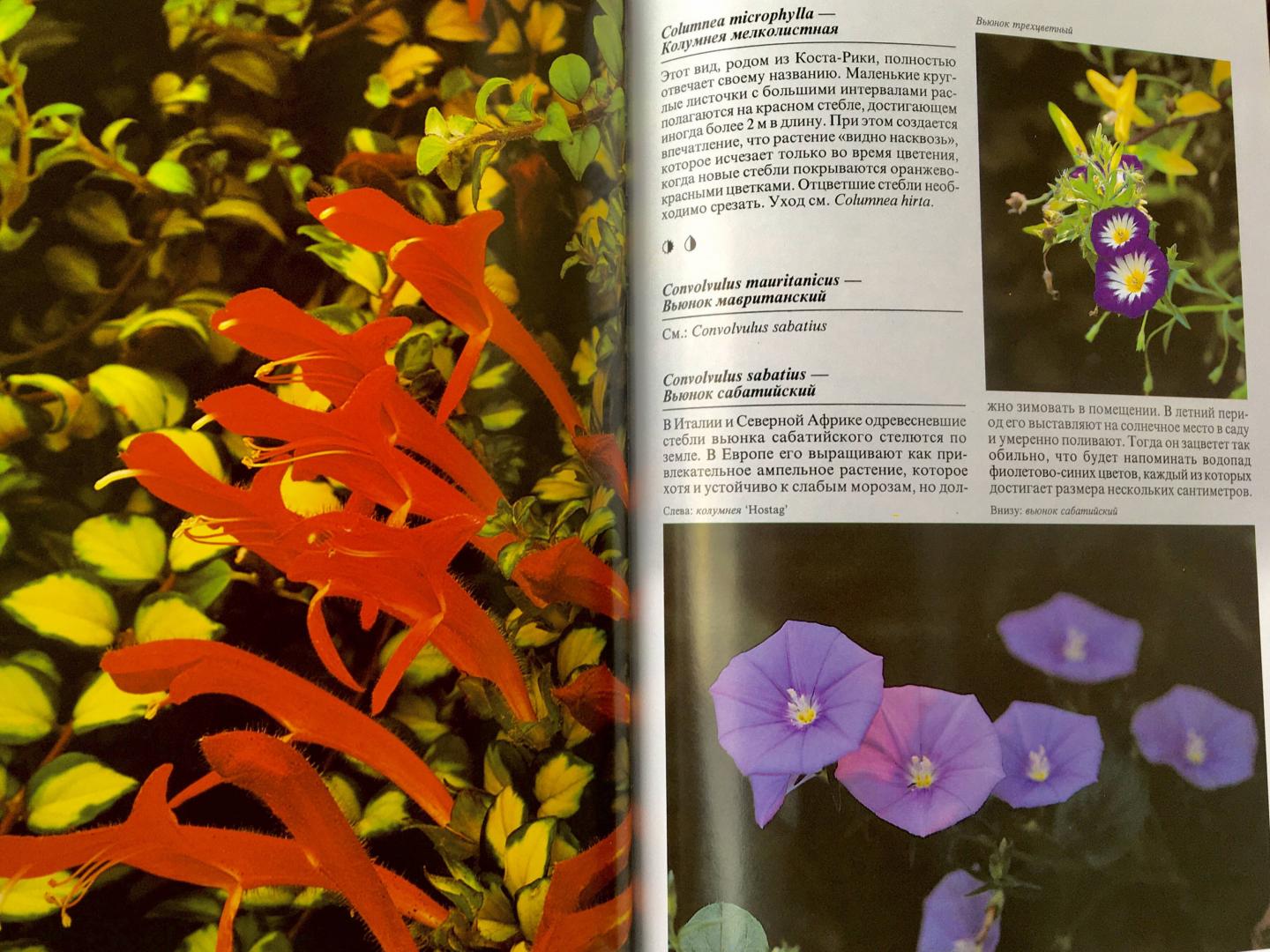 Иллюстрация 21 из 48 для Комнатные растения - Нико Вермейлен | Лабиринт - книги. Источник: Спивакова  Маргарита