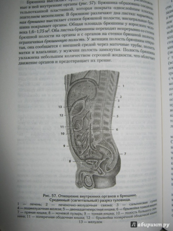 Иллюстрация 15 из 21 для Атлас: анатомия и физиология человека - Билич, Зигалова | Лабиринт - книги. Источник: Евгения39