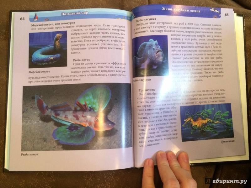 Иллюстрация 35 из 77 для Хочу знать. Подводный мир - Наталья Кульмина | Лабиринт - книги. Источник: Лабиринт