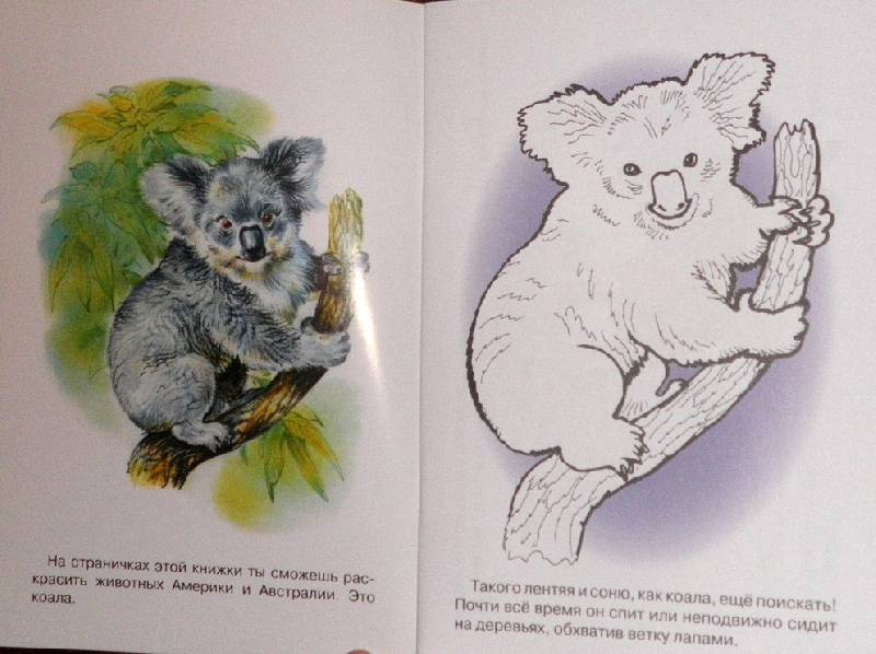 Иллюстрация 2 из 5 для Раскраска. Животные Америки и Австралии | Лабиринт - книги. Источник: АннаЛ