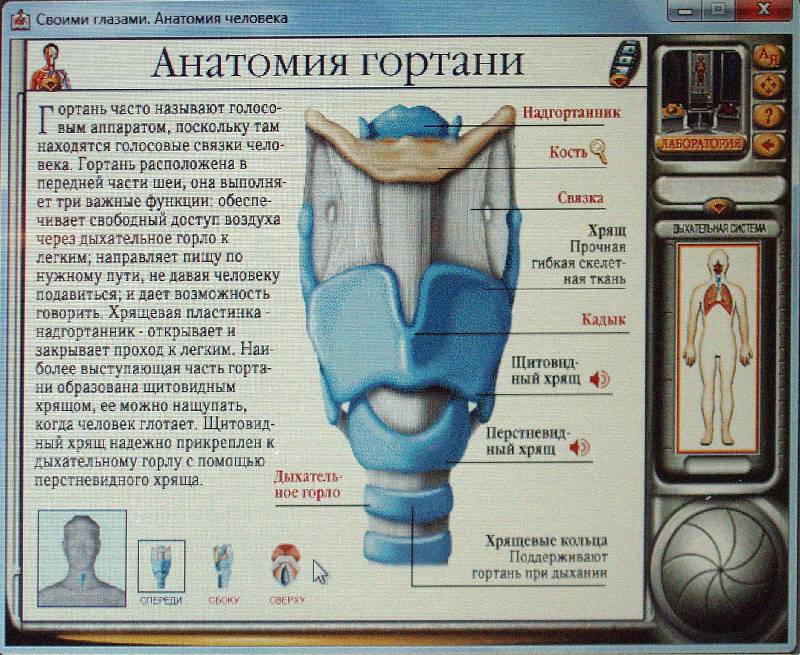 Иллюстрация 5 из 9 для Анатомия человека (CDpc) | Лабиринт - . Источник: Черезова  Светлана Васильевна