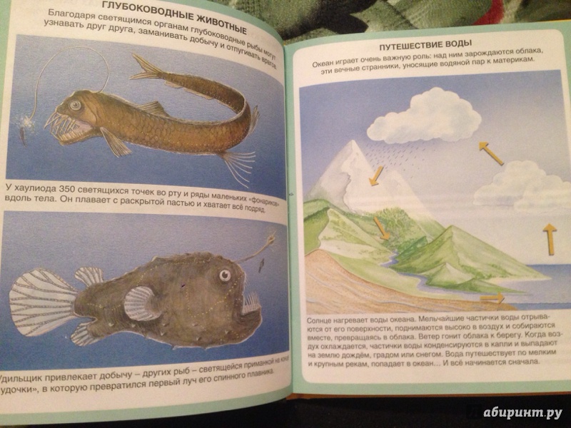 Иллюстрация 31 из 45 для Тайны моря | Лабиринт - книги. Источник: Strangeros