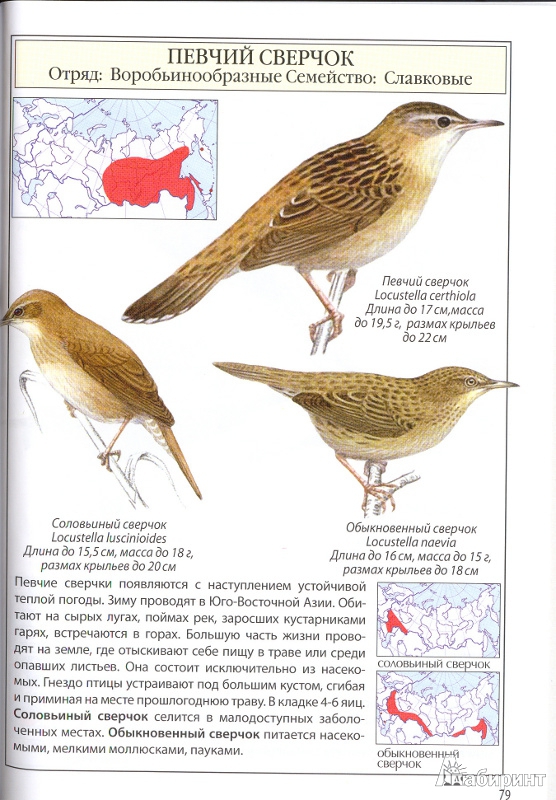 Иллюстрация 11 из 17 для Птицы России | Лабиринт - книги. Источник: Филиппова Ольга