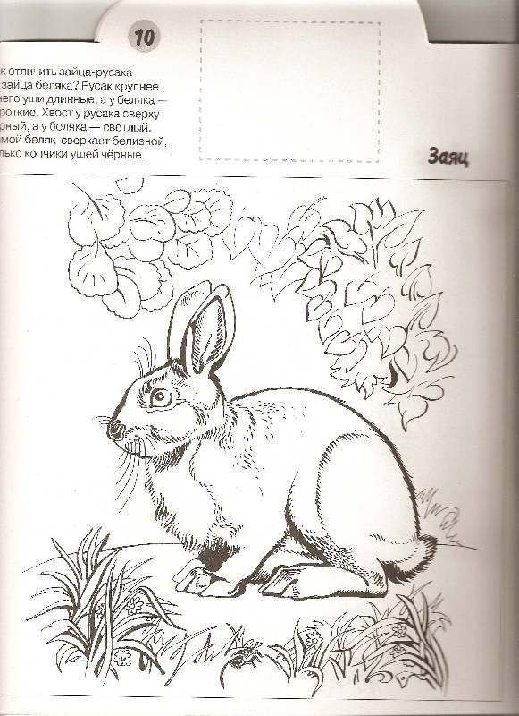 Иллюстрация 3 из 8 для Млекопитающие - Николай Дроздов | Лабиринт - книги. Источник: ТОЧКА
