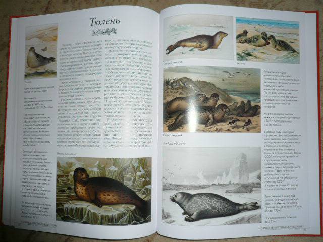 Иллюстрация 23 из 23 для 50. Самые известные животные | Лабиринт - книги. Источник: Nadezhda_S