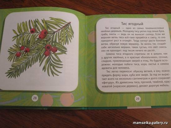 Иллюстрация 12 из 13 для Удивительные растения: Моя первая книга о природе - Инна Шустова | Лабиринт - книги. Источник: mamselka