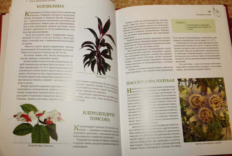Иллюстрация 13 из 16 для Комнатные растения дарят здоровье - Николай Азарушкин | Лабиринт - книги. Источник: Кнопа2