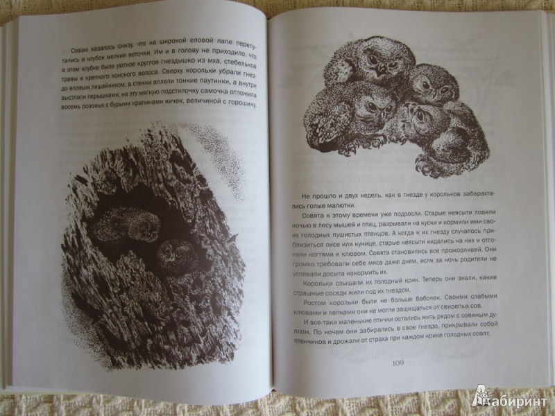Иллюстрация 10 из 17 для Лесные были и небылицы - Виталий Бианки | Лабиринт - книги. Источник: ЮлияО