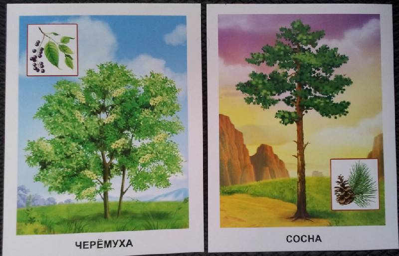 Иллюстрация 21 из 25 для Обучающие карточки. Деревья | Лабиринт - игрушки. Источник: Орешек