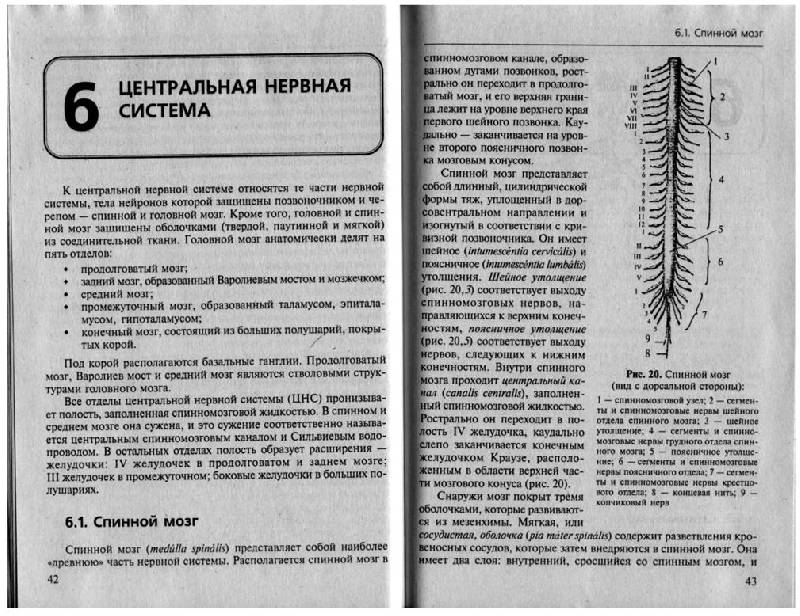 Иллюстрация 5 из 13 для Анатомия центральной нервной системы - Воронова, Климова, Менджерицкий | Лабиринт - книги. Источник: Эльфийская девчушка