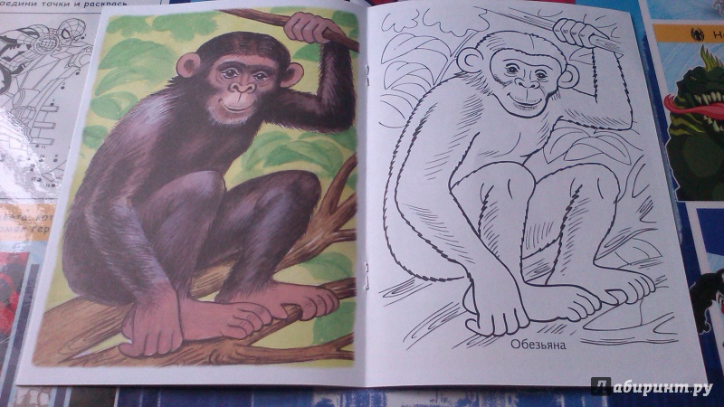 Иллюстрация 14 из 17 для Первые уроки. Раскраска "Животные жарких стран" | Лабиринт - книги. Источник: Mila