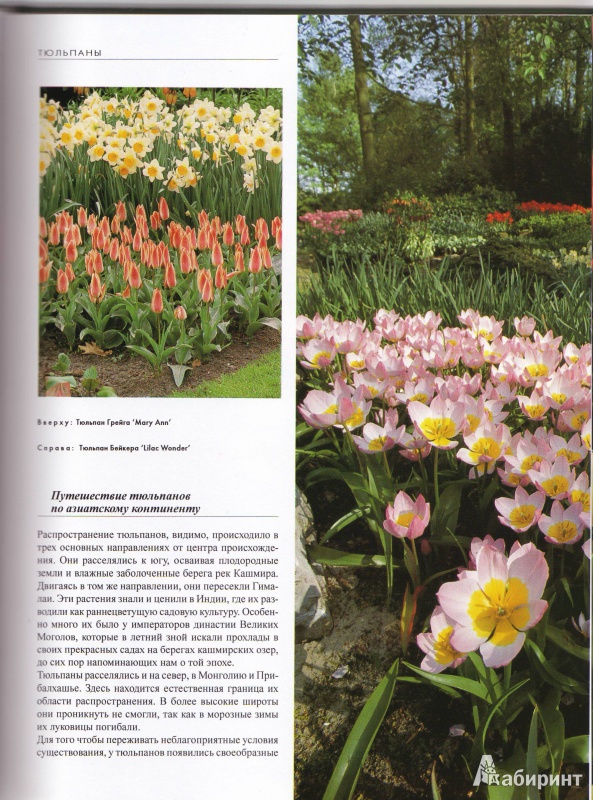 Иллюстрация 5 из 14 для Тюльпаны - Ван Дер Хорст Аренд Ян | Лабиринт - книги. Источник: Трубадур