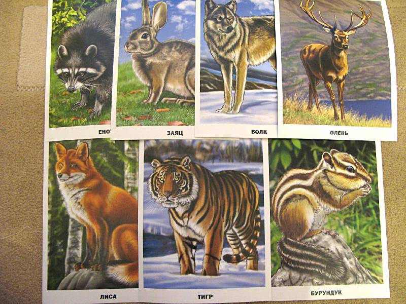 Иллюстрация 28 из 29 для Обучающие карточки. Животные России | Лабиринт - игрушки. Источник: ВикторияХ