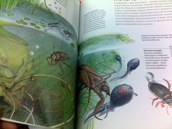 Иллюстрация 9 из 16 для Насекомые и пауки | Лабиринт - книги. Источник: Сати