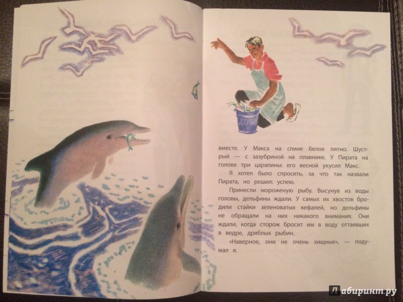 Иллюстрация 25 из 32 для Дельфиний остров - Святослав Сахарнов | Лабиринт - книги. Источник: Narine Arakelyan