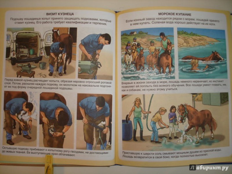 Иллюстрация 11 из 11 для Пони и лошади - Эмили Бомон | Лабиринт - книги. Источник: Сорокина  Лариса
