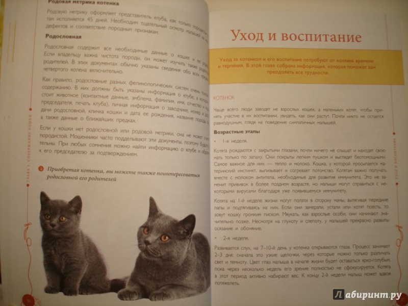 Иллюстрация 11 из 18 для Все о кошках - Светлана Дудникова | Лабиринт - книги. Источник: Сорокина  Лариса