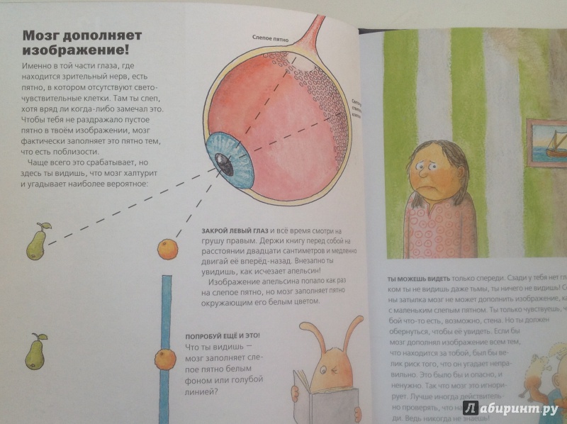 Иллюстрация 12 из 21 для Всё о мозге для детей в рассказах и картинках - Юнатан Линдстрём | Лабиринт - книги. Источник: Mishany@