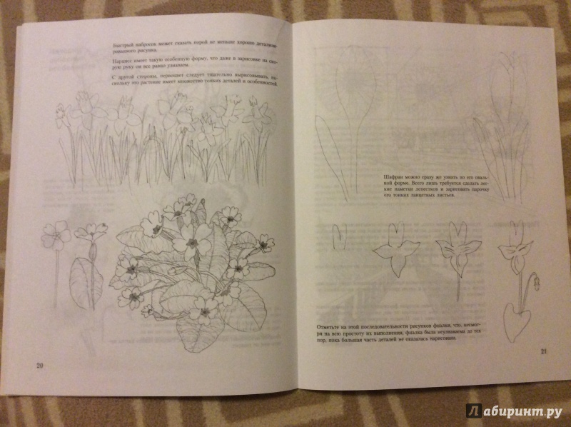 Иллюстрация 4 из 10 для Учитесь рисовать цветы и растения - Мэри Сеймур | Лабиринт - книги. Источник: Nata!