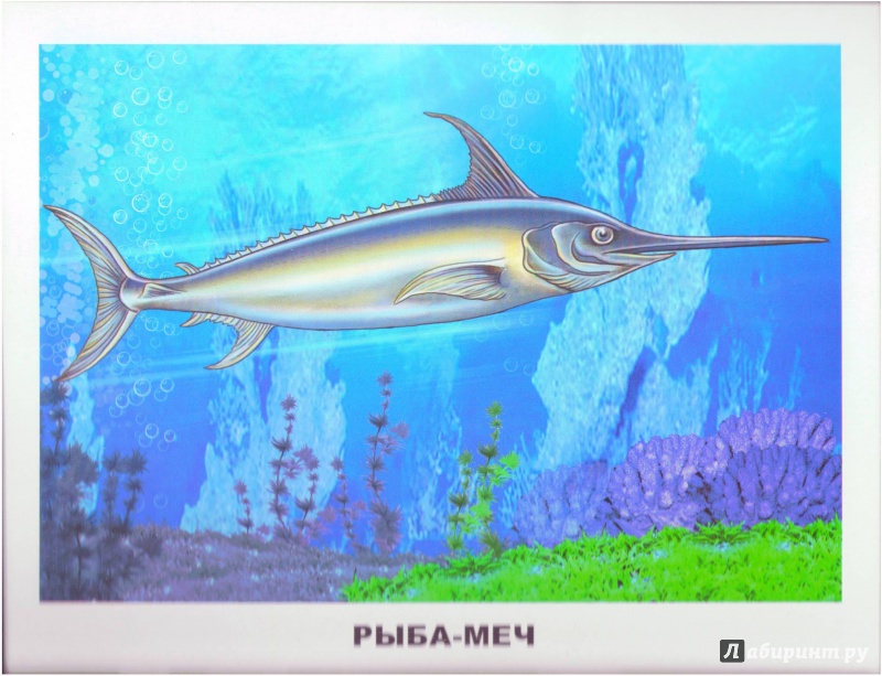 Иллюстрация 8 из 32 для Обитатели морей и океанов | Лабиринт - игрушки. Источник: Халтурина  Оксана