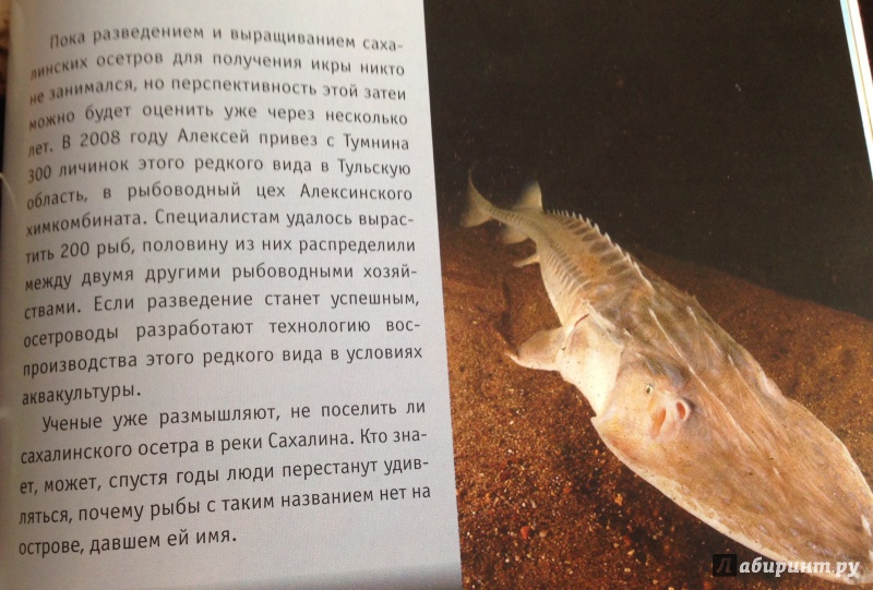 Иллюстрация 14 из 36 для Дикие животные России | Лабиринт - книги. Источник: Elesy
