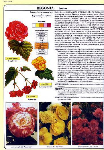 Иллюстрация 22 из 32 для Все о луковичных растениях - Дэвид Хессайон | Лабиринт - книги. Источник: Galia