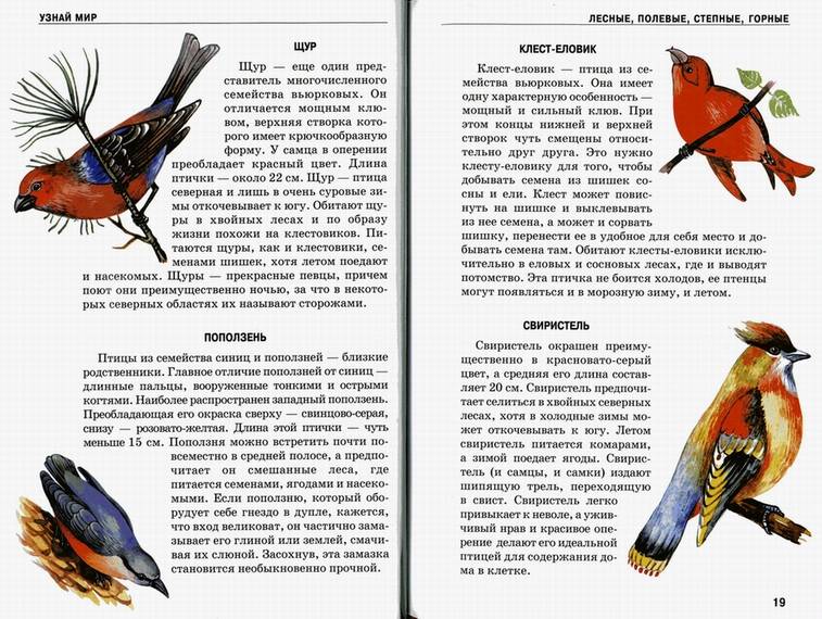Иллюстрация 8 из 20 для Птицы - Александр Бугаев | Лабиринт - книги. Источник: Panterra